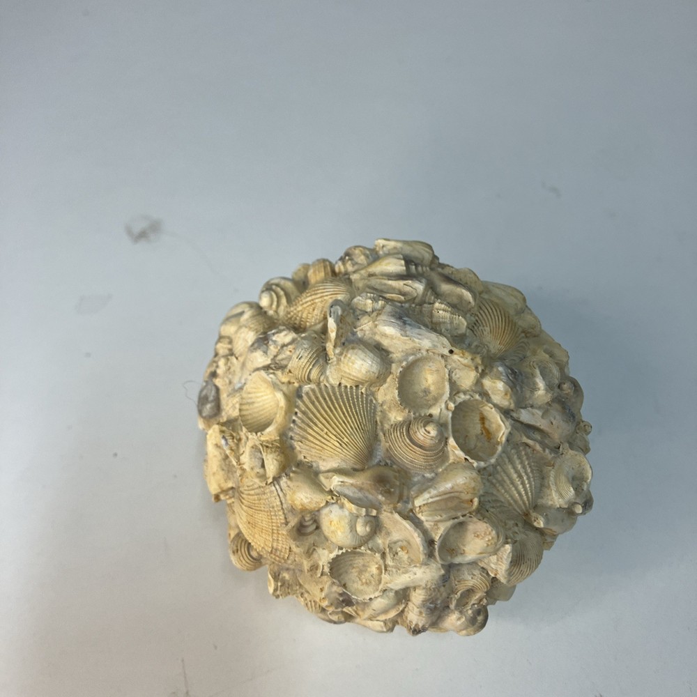 Authentic Sea Shells Round Orb Home Decor 4”x4” Beach Nautical