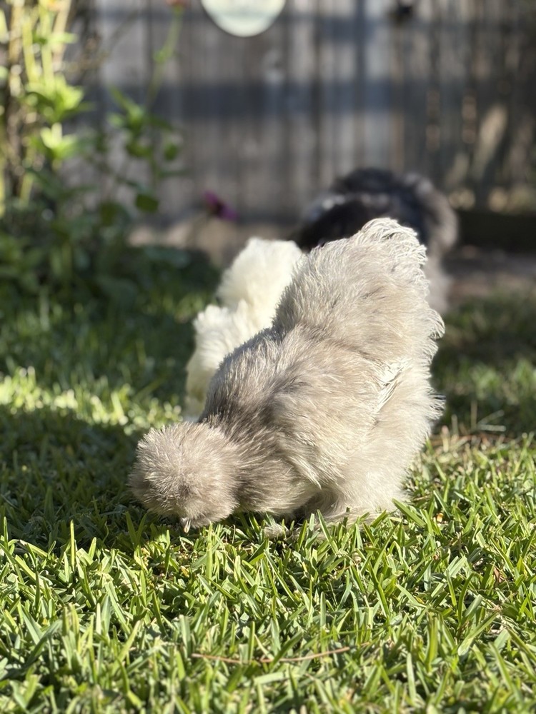 6+ Premium Bearded Silkie Hatching Eggs, Blue, Black, Splash
