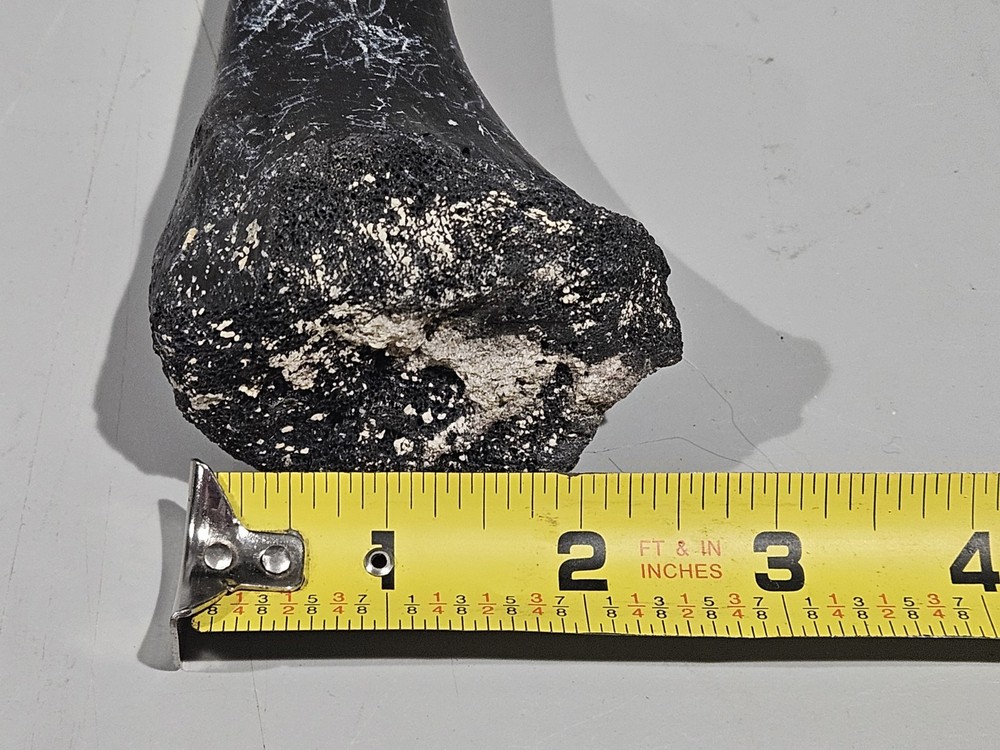 FLORIDA ICE AGED FOSSILIZED BONE FRAGMENTS