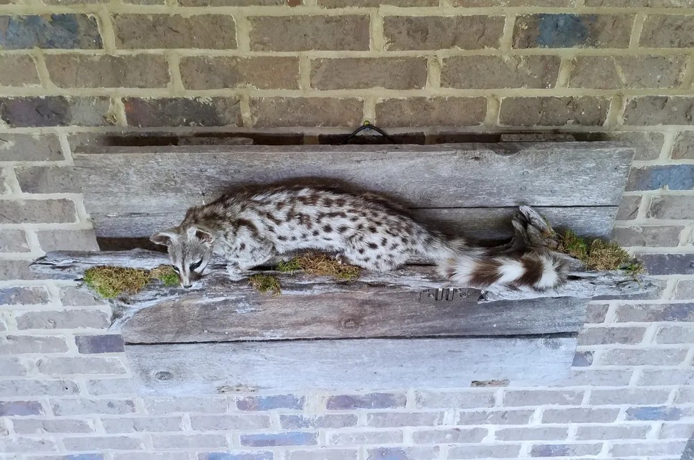 Genet on Pine Branch