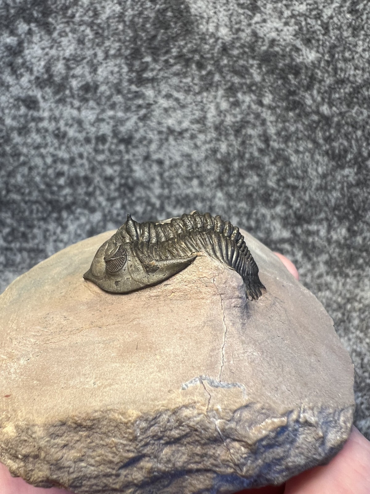 Metacanthina issoumourensis Trilobite Fossil – Collector Specimen