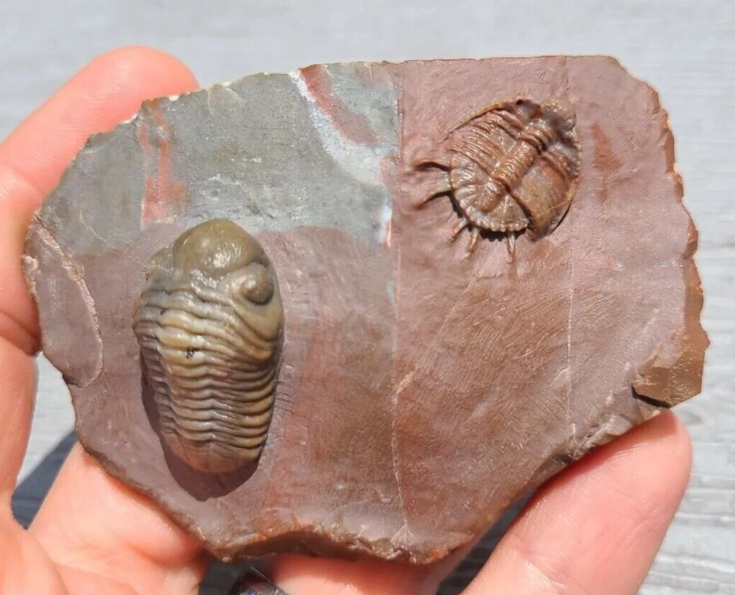 Top prep Basseiarges and Austerops fossil Devonian from Jorf beautiful color