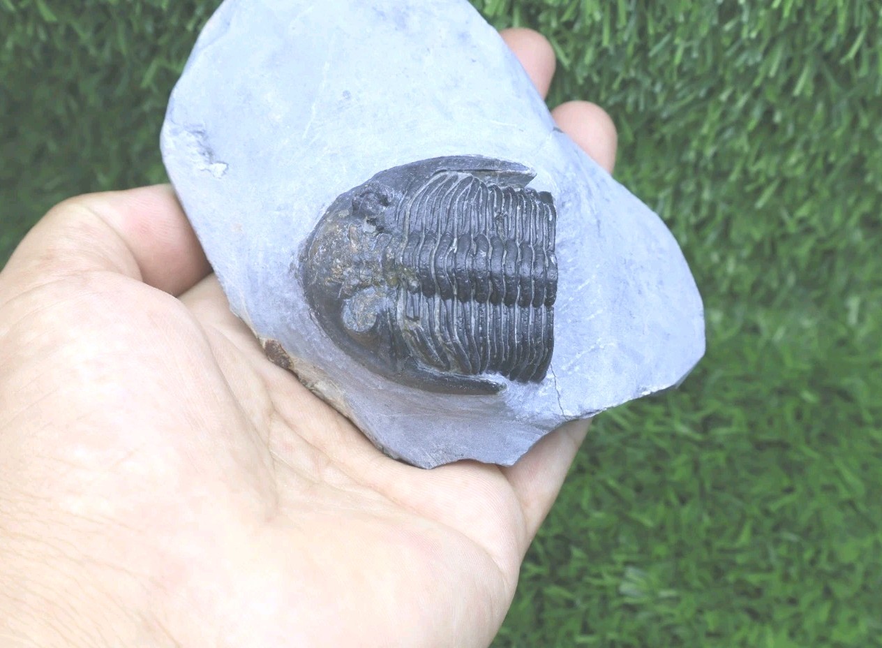 Incomplete Hollardops Trilobite Fossil Devonian - Authentic Detailed trilobite