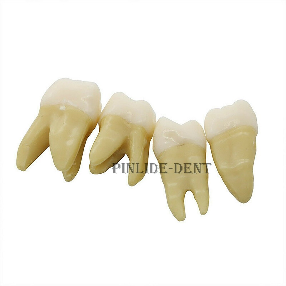 Dental Typodont Practice Study Standard Teeth Model Soft Gum Simulation Cheek