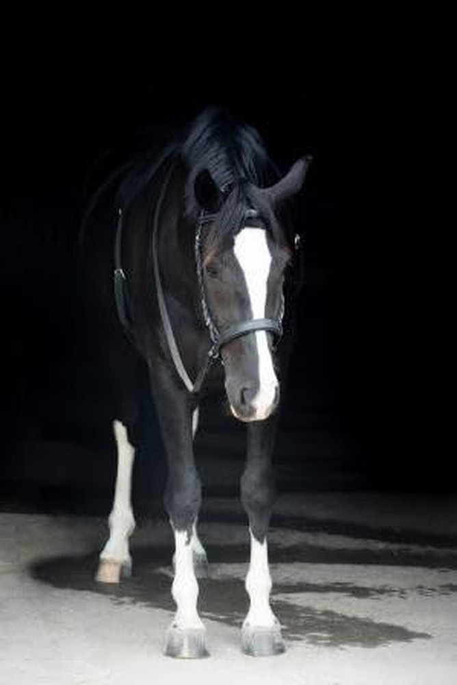 Thinline Bitless Noseband Cob Black