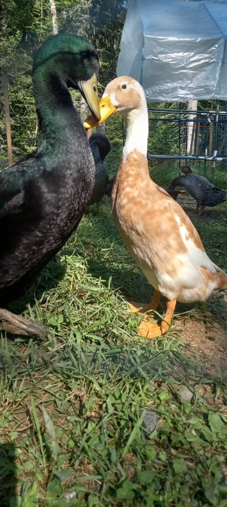 12 Indian Runner Duck Hatching Eggs (+ 2 Extra FREE)
