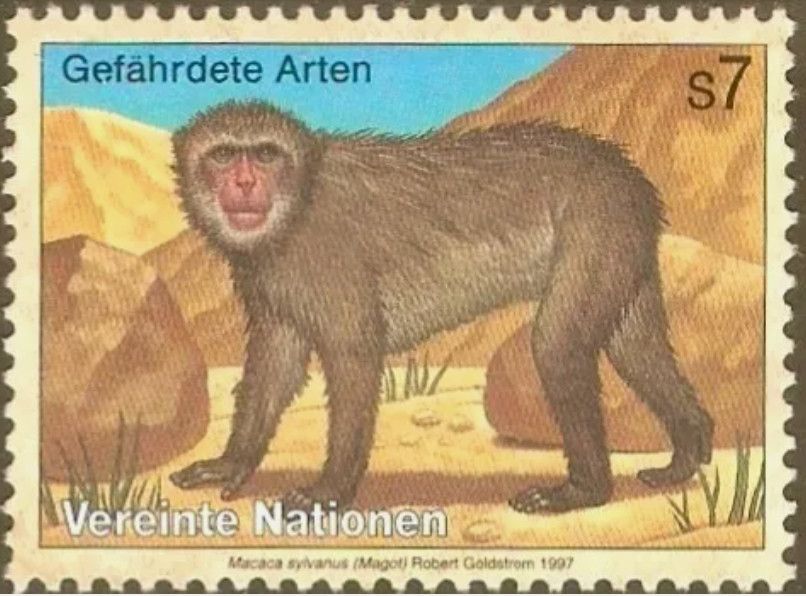 UN Vienna #Mi222 MNH 1997 Barbary Macaque Macaca sylvanus [214]