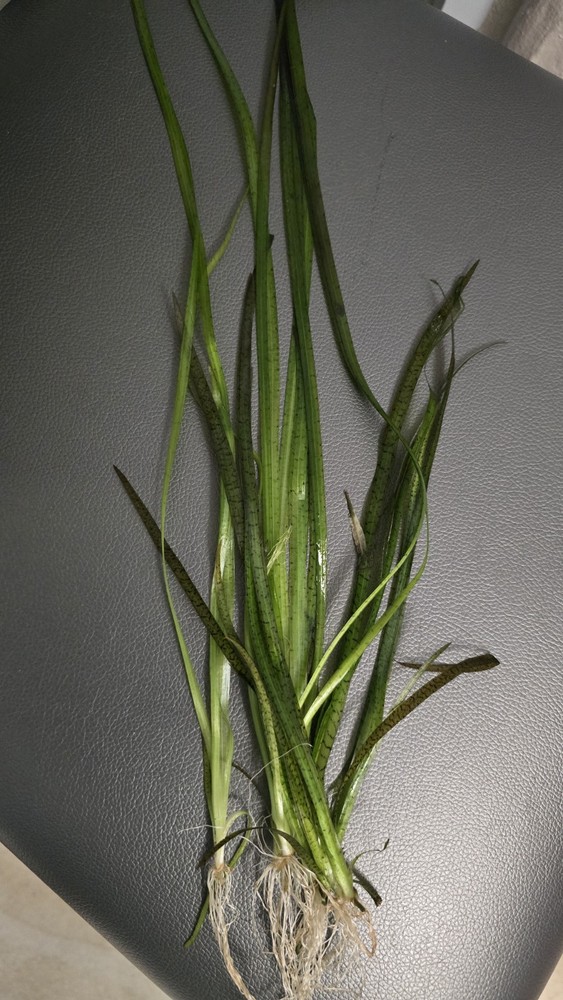 6  Vallisneria  Spiralis "Tiger"