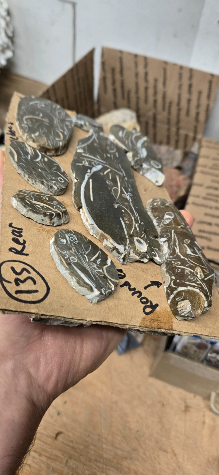 Purisma Formation Fossil Limestone, Cabochon Slabs Preforms 13 Pcs, Flat 135