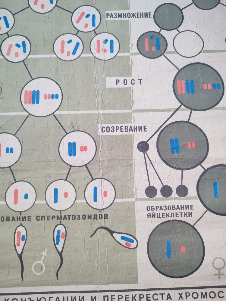 spermatogenesis and oogenesis original vintage school chart