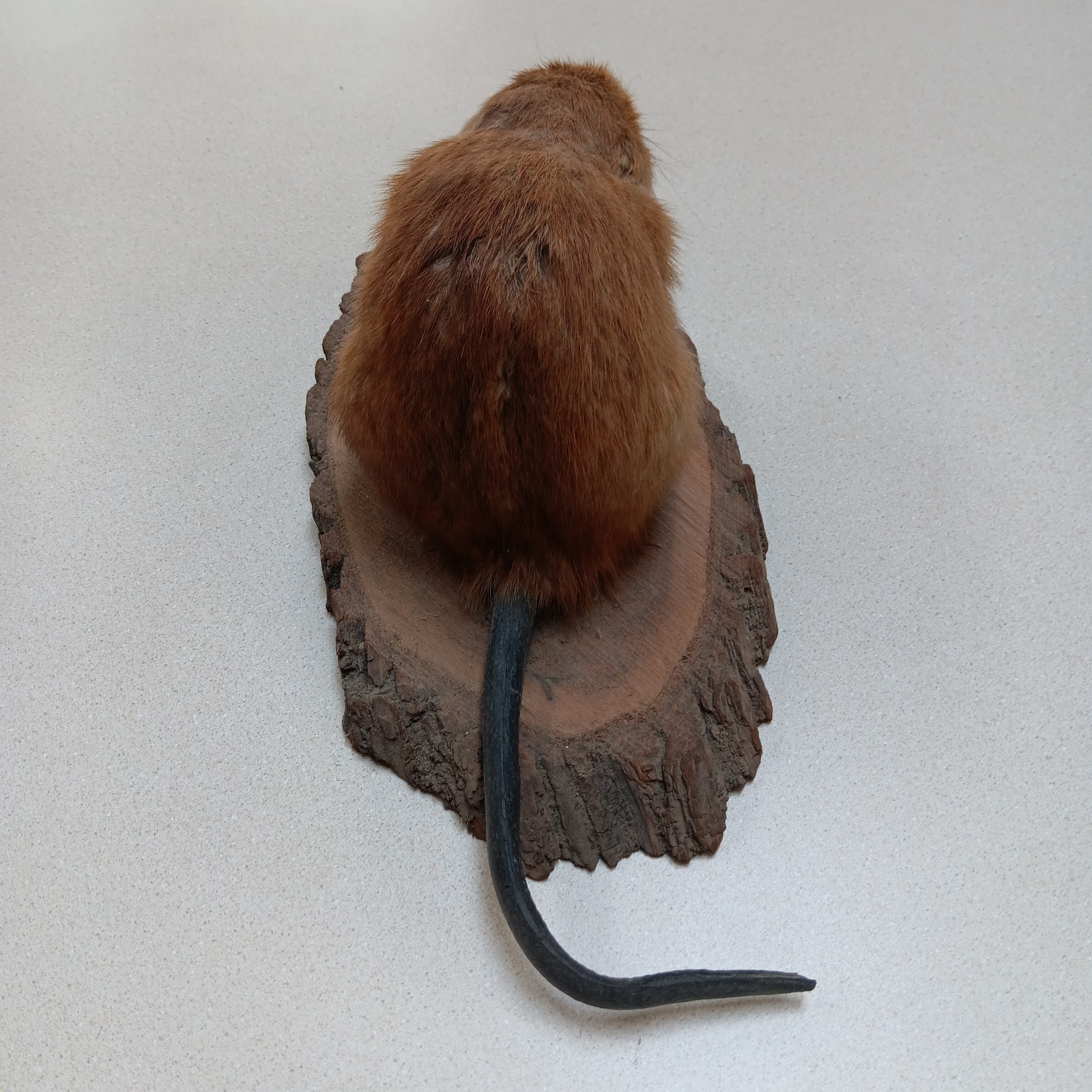 Vintage American Muskrat Mount Taxidermy Log Cabin Hunting Lodge Decor