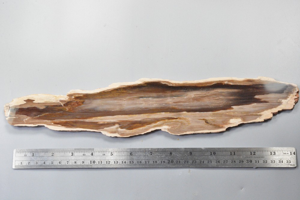 Petrified Wood, Rip Cut, Mcdermitt, Oregon