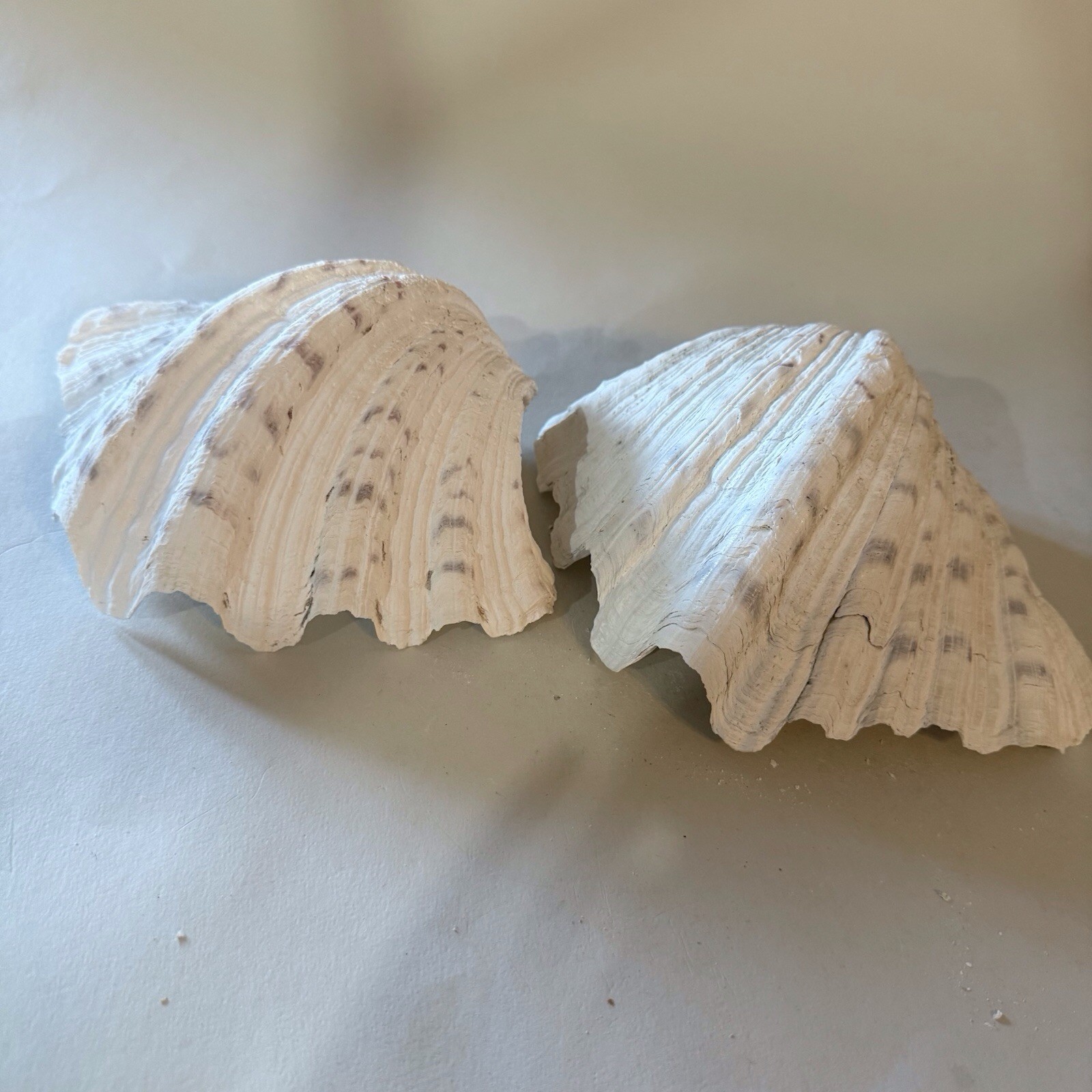 CLAM SHELLS MATCHING PAIR