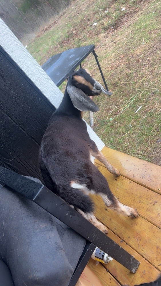 Nubian Buckling Goat