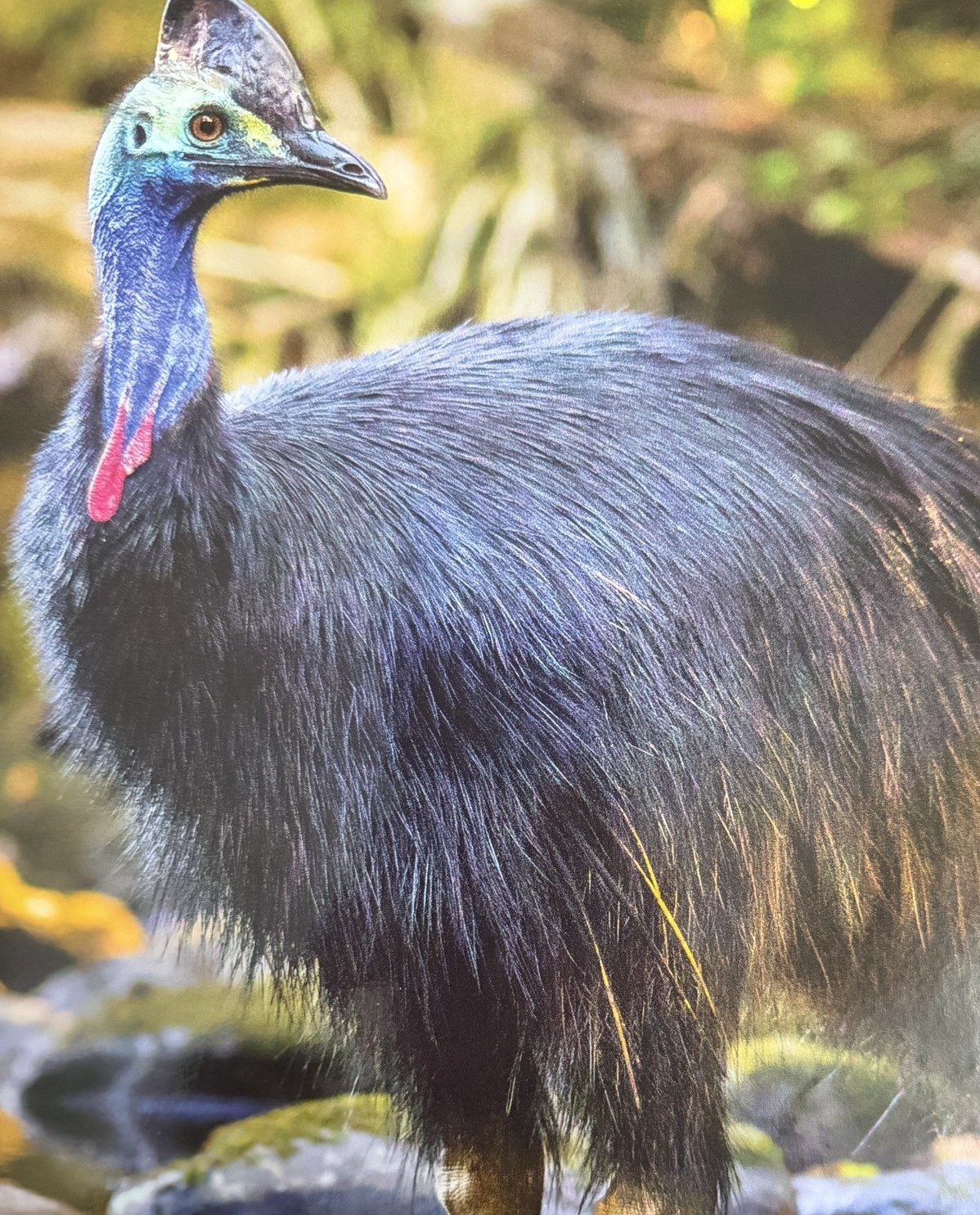 2019 Annual Collection of Australian Stamps Complete Stamps in Place Cassowary