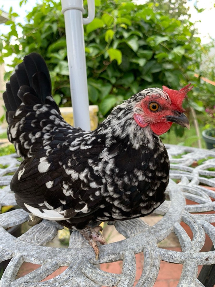 4 Kikirikis Hatching Eggs