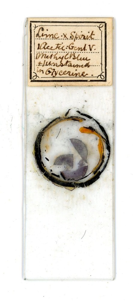 Antique glass Microscope slide Lime Stem sample #26