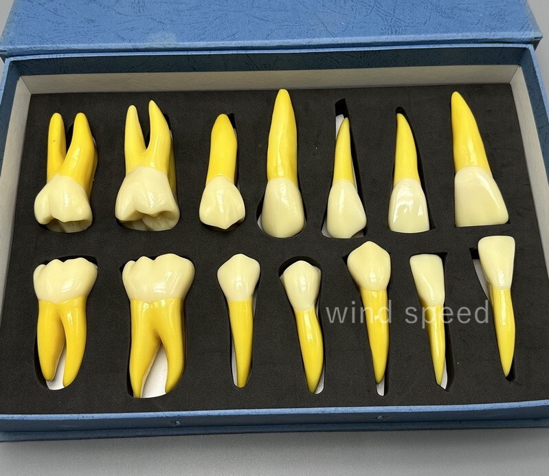 4 Times Extracted Permanent Teeth anatomy model Lab anatomical Study model T-D10