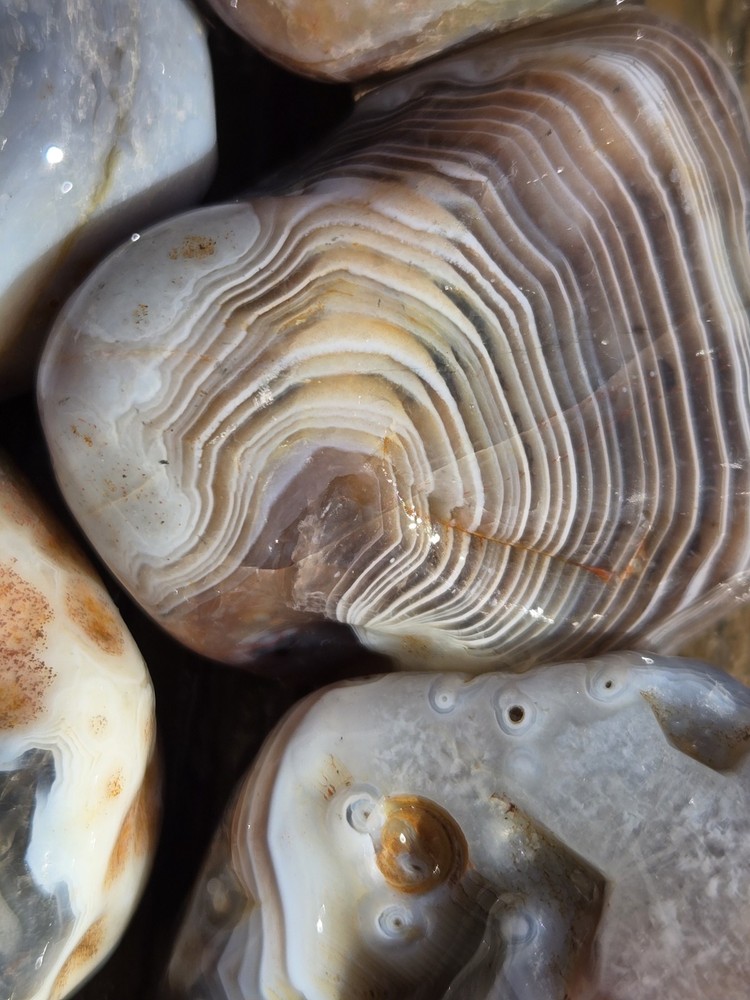 Botswana Agate Selects - WILD ONES - Rough, Natural, Not Polished A+ Grade