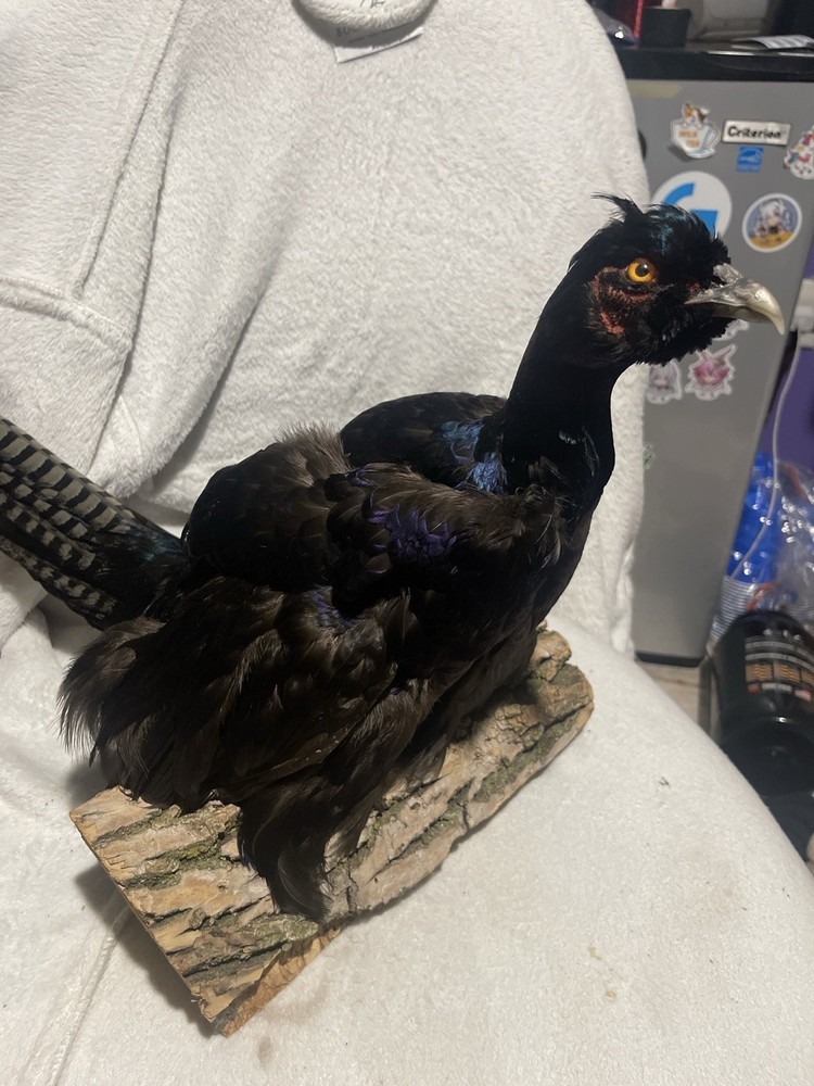Pheasant Taxidermy