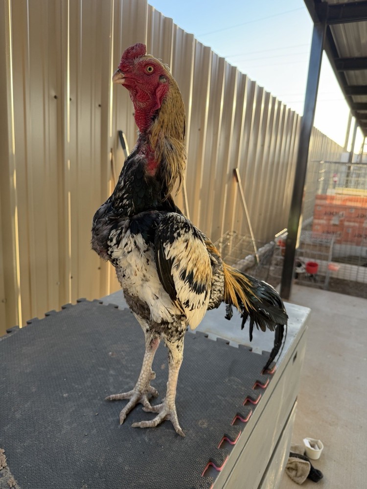 Chicken farm