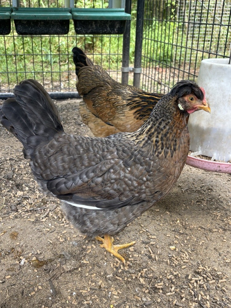 A++++ (10 ) Cream Legbar Fertilized Hatching Eggs!!