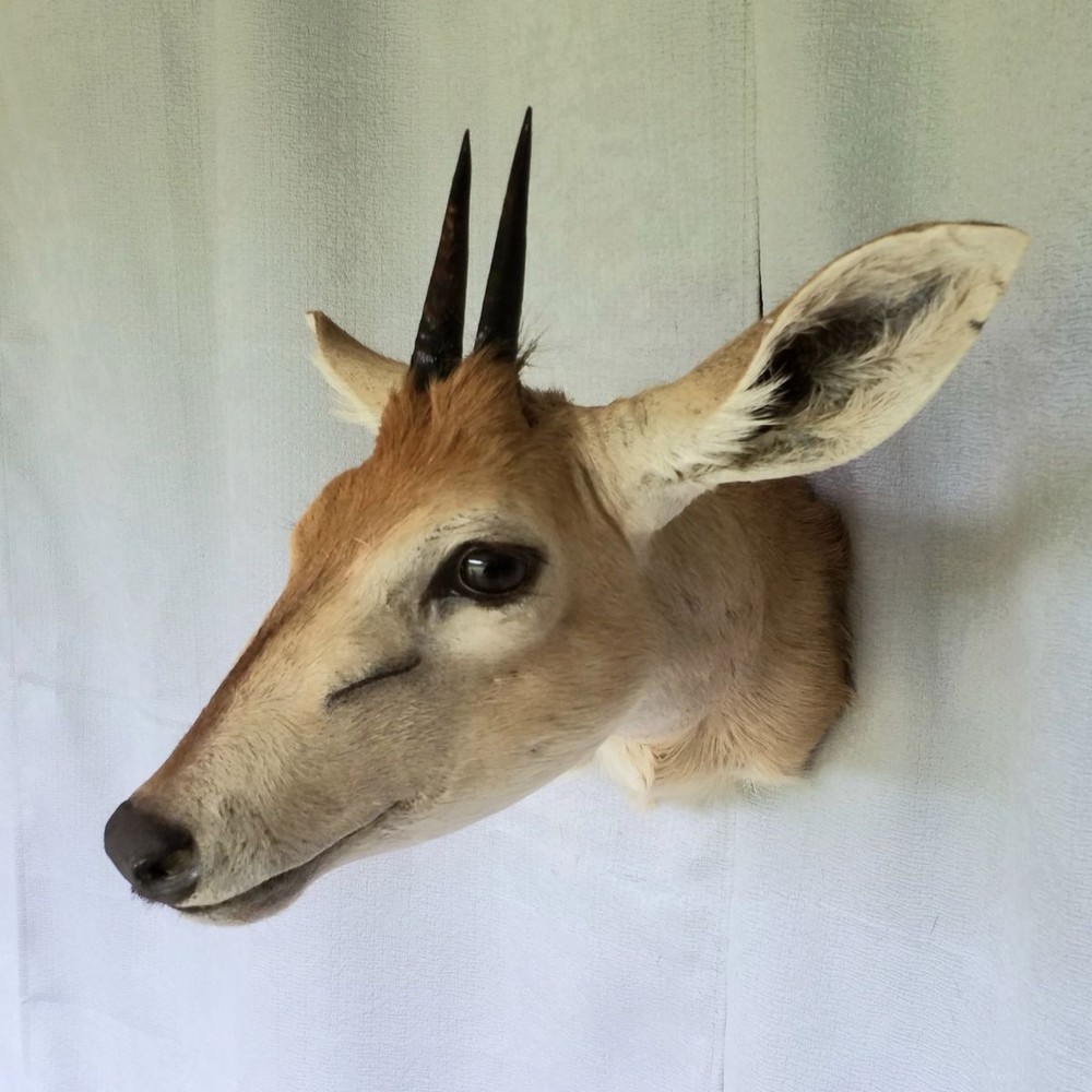 Duiker - Unusual Side-Sneak Pose