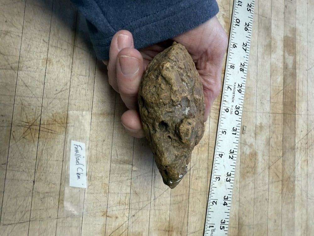 Clam/ Fossil