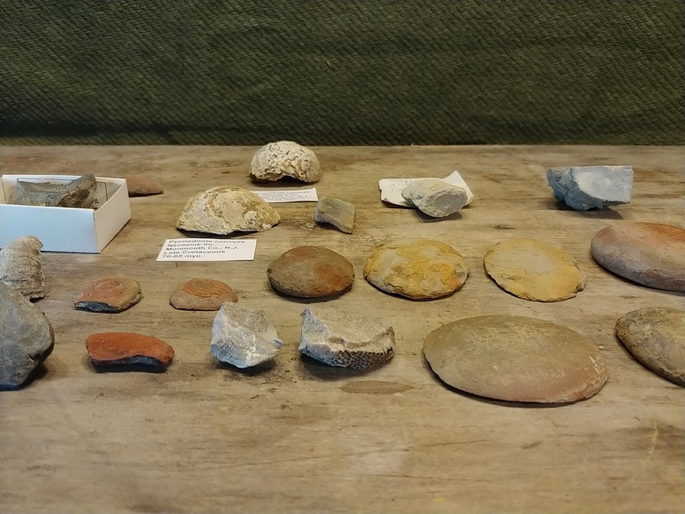 Fossil Lot 24 Total Pieces