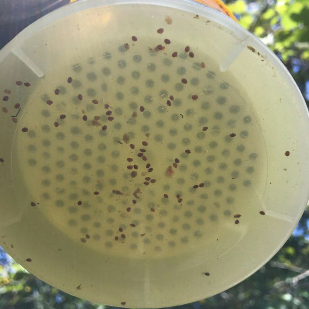Varroa Shaker Varroa Check Accurate Counting Mite Measuring For Beekeeping