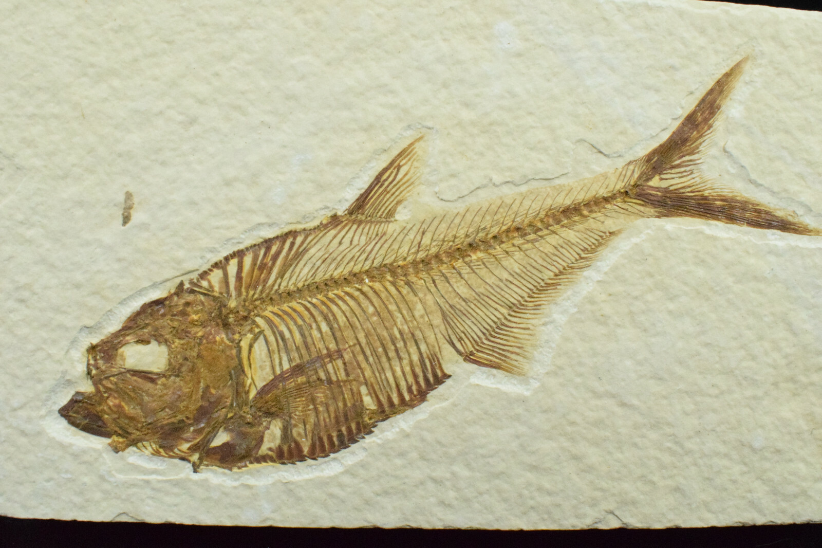 A Grade Diplomystus dentatus Fossil Fish Green River Formation Wyoming