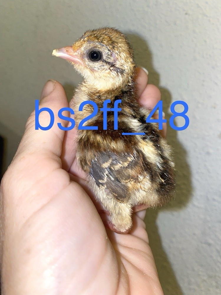 Laying Now ( Sliver Pheasant Hatching Egg) Please read description!!