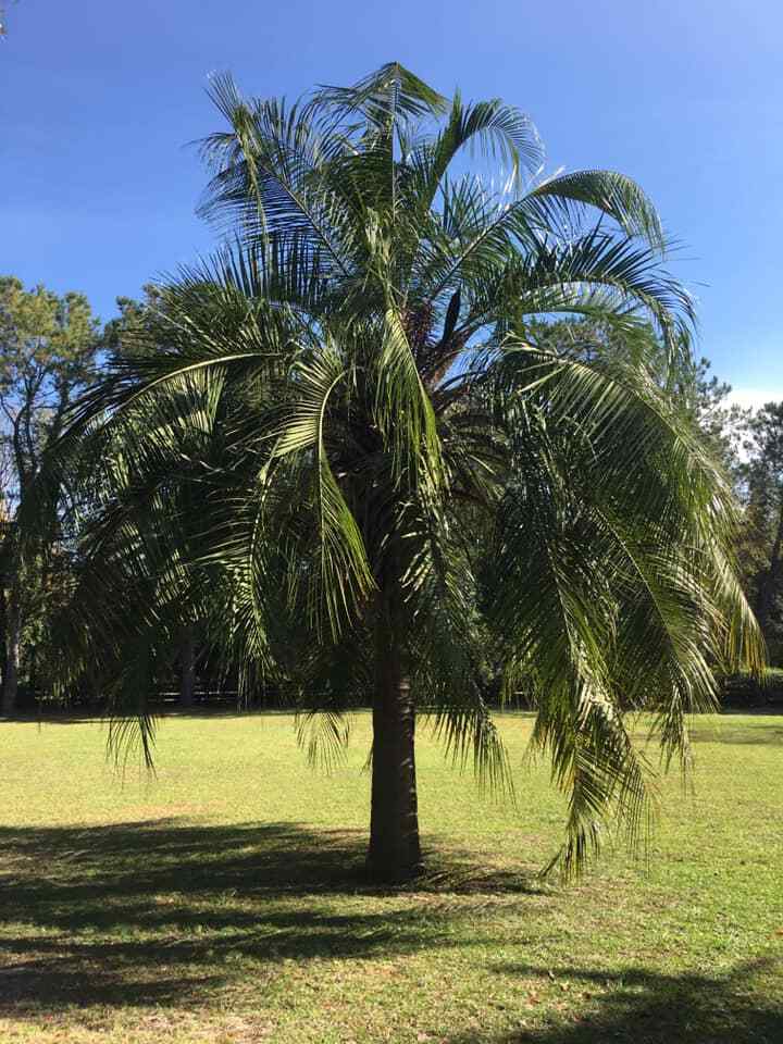 Butiagrus Seeds! F1 Hybrid Mule Palm Seeds. Rarely Ever Offered! Cold Hardy!