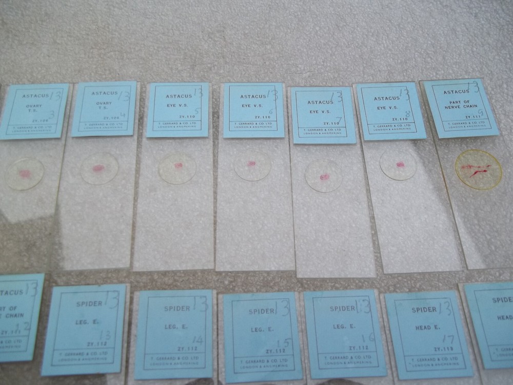 Vintage Glass Microscope Slides -