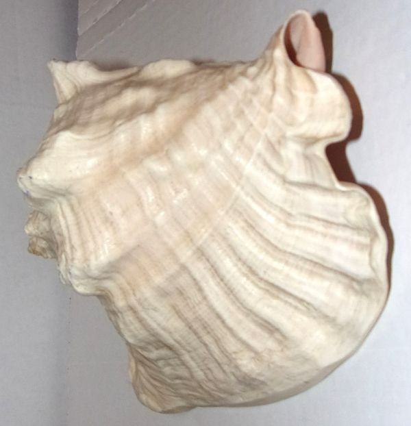 VINTAGE 8” CONCH SEA SHELL .