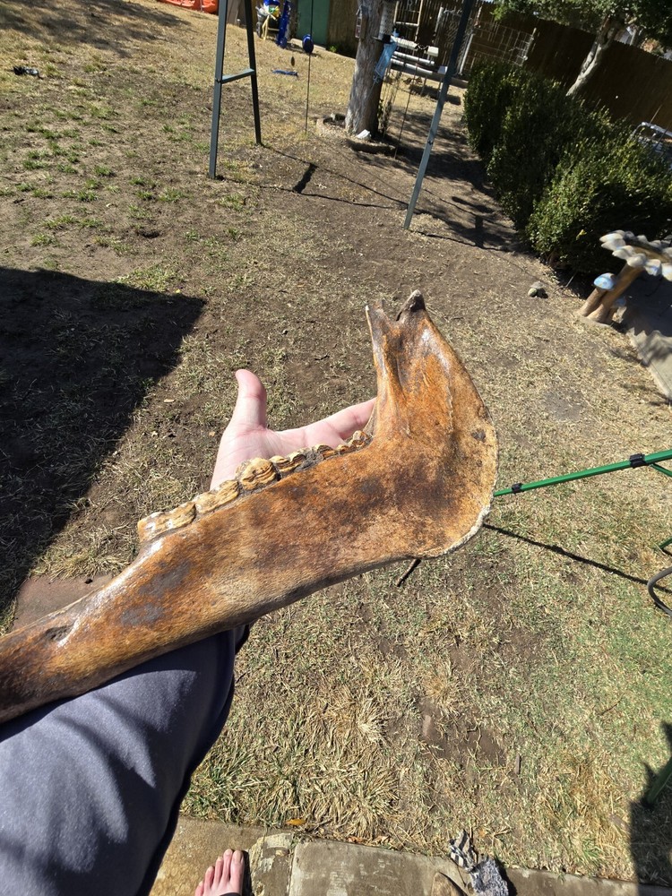Nice Horse Jaw !