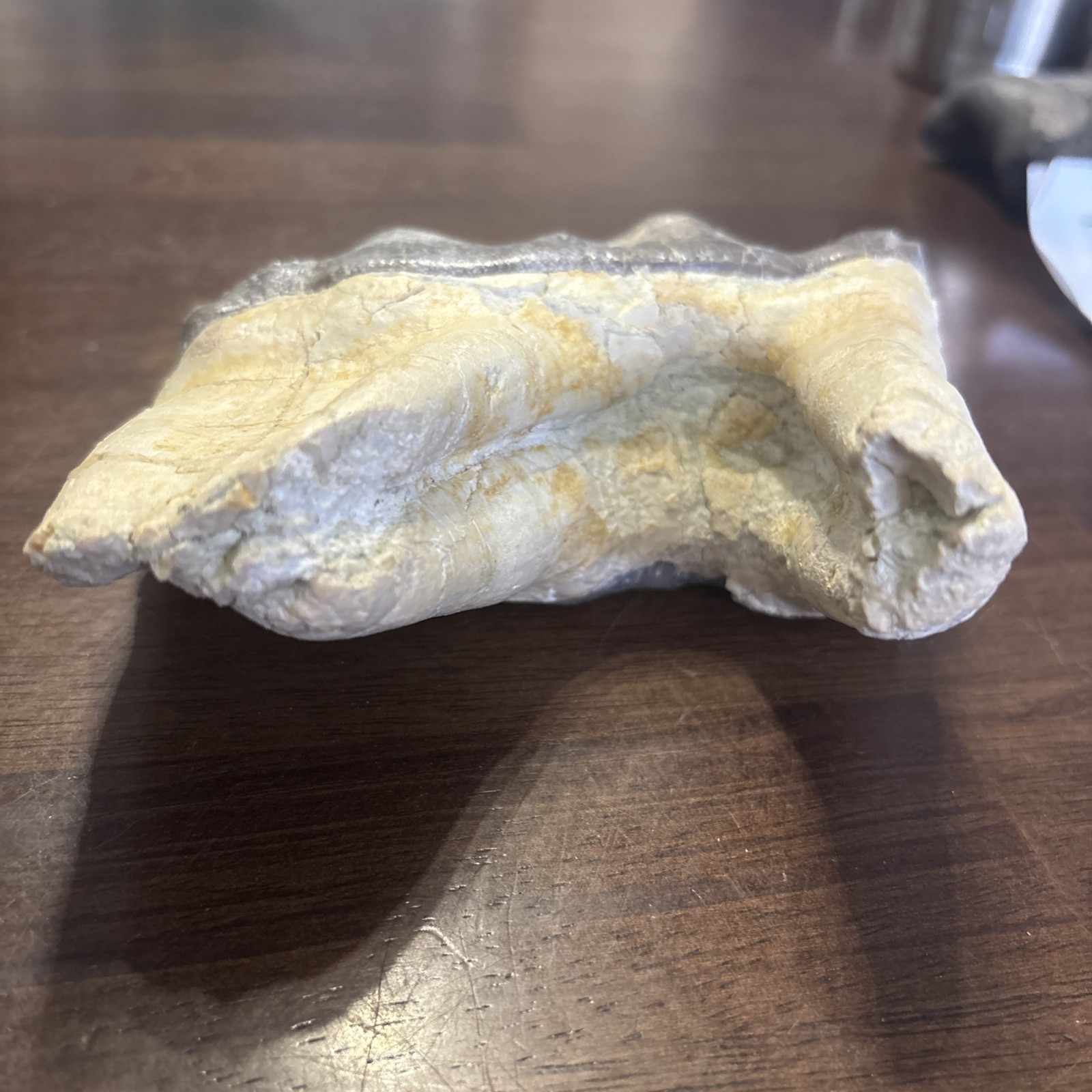 Rhino Lower molar Titanothere Late Eocene 35 Mill Fossil