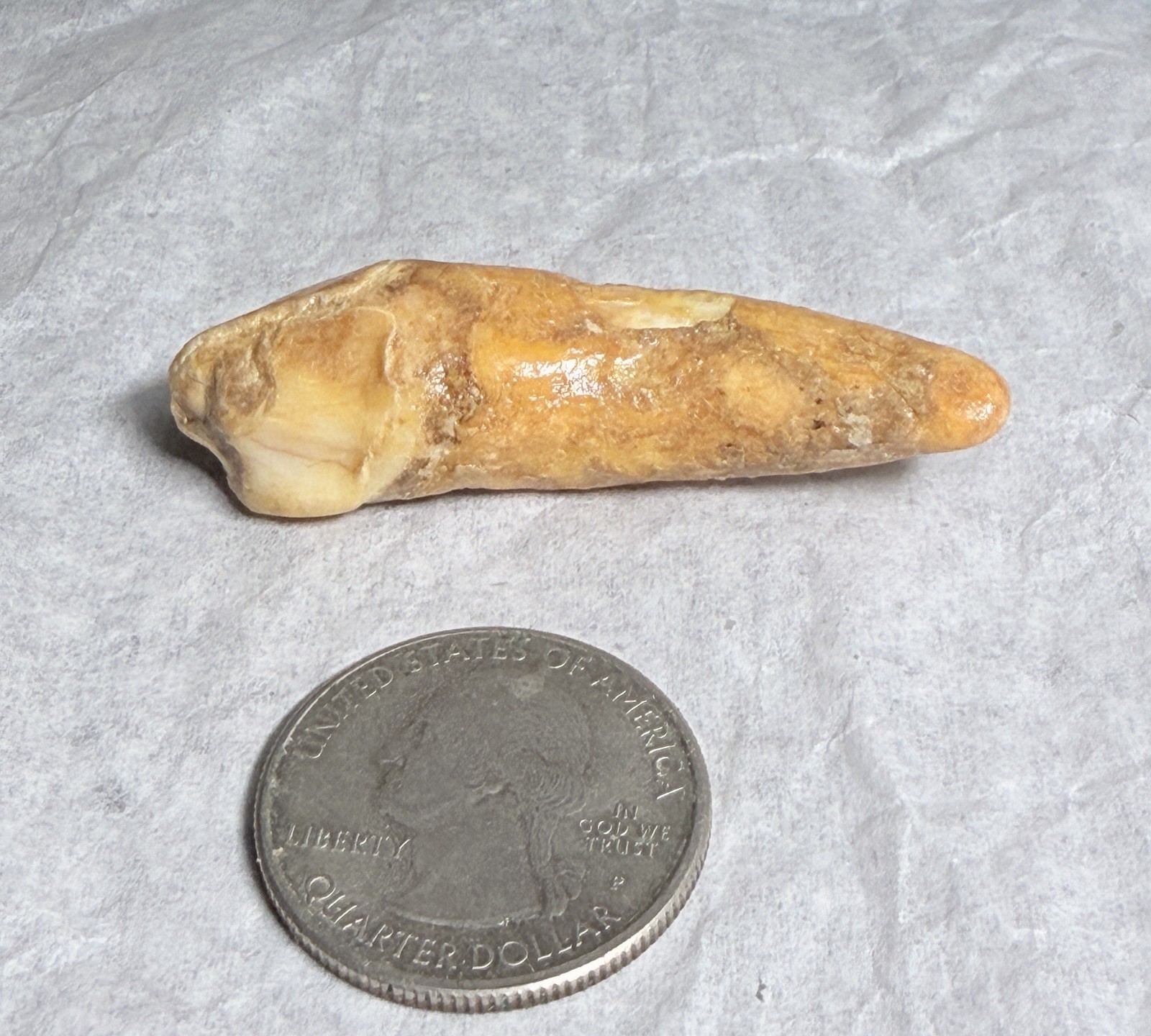 Ursus Spelaeus Fantastic 2” Romanian Cave Bear Canine Tooth Fossil, Talisman✨🔥