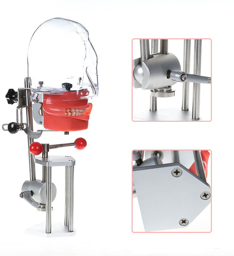 Dental Phantom Head Model&Replacement Manikin Teeth Silicone Model Fixed on Desk