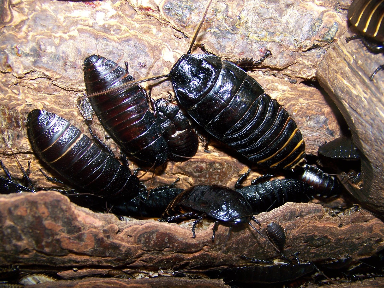 10 Large pairs,Black Hissing roach,dubia alturnative,reptile,feeder,insect,bug