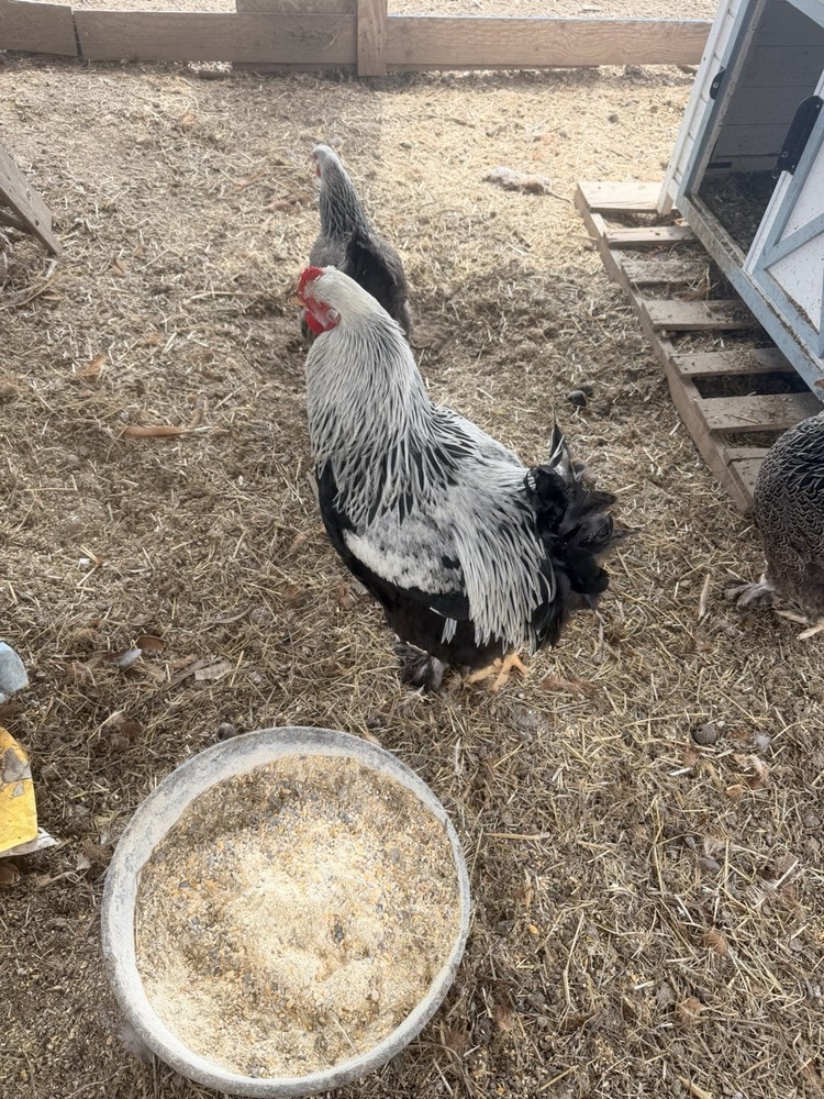 Dark Brahma Hatching Eggs
