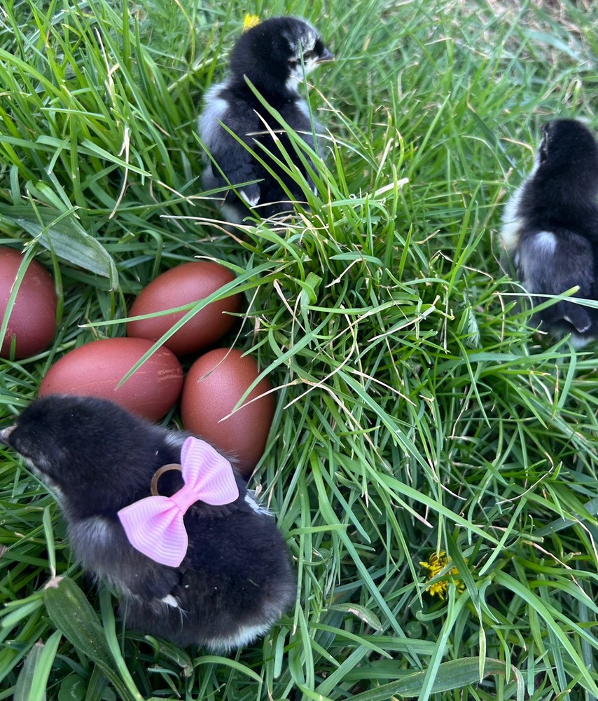 Chocolate Maran eggs 1 Dozen