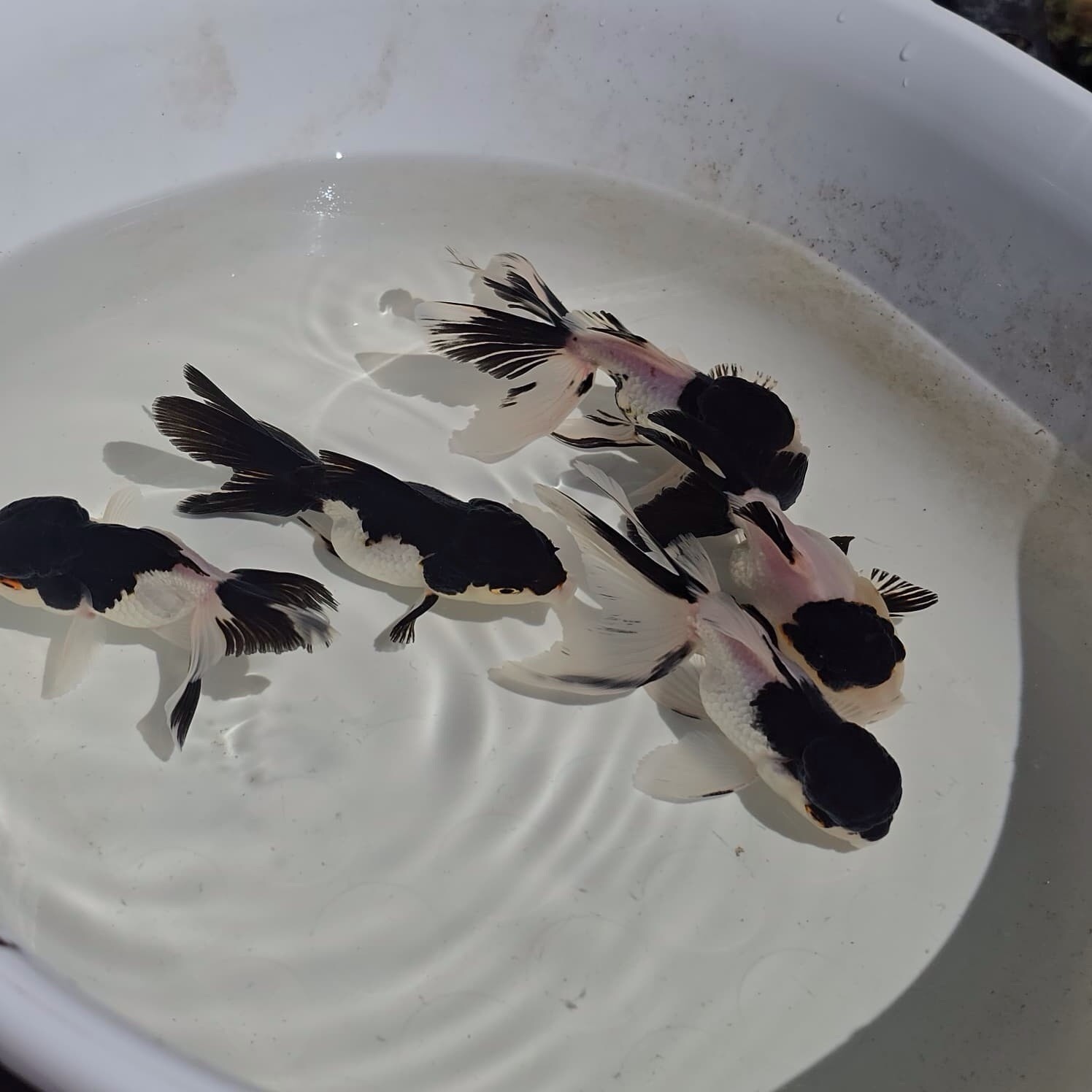 Live Oranda Panda Color Juvenile Goldfish short body 2 to 2.5 inch