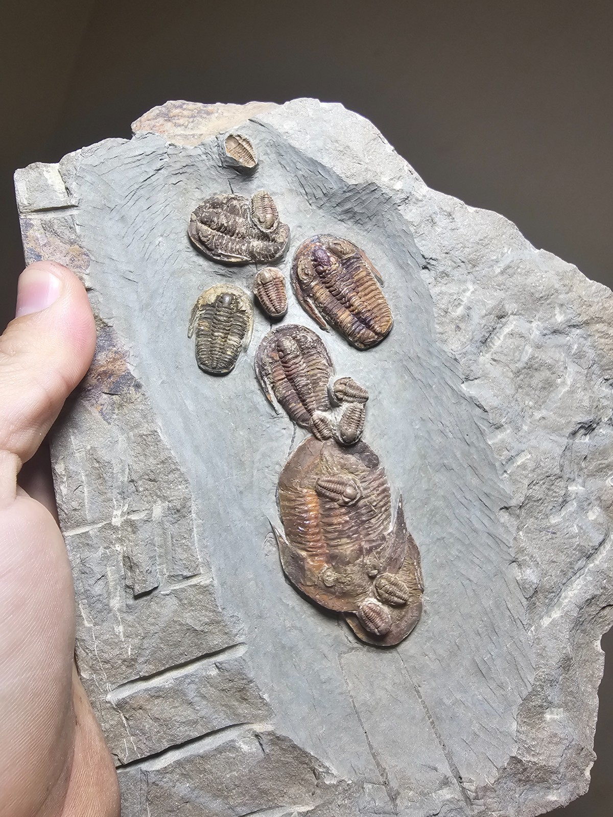 Line of 14 Fossil trilobites Asaphellus Ordovcian from fezouata morocco