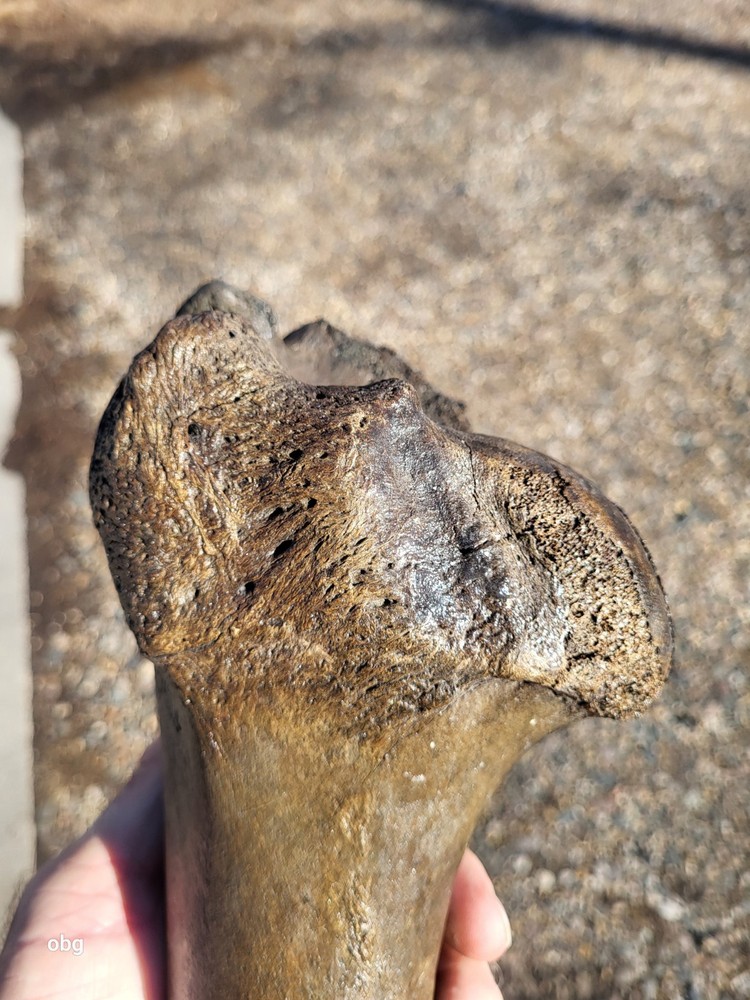 Historic Bison Humerus Bone not a fossil