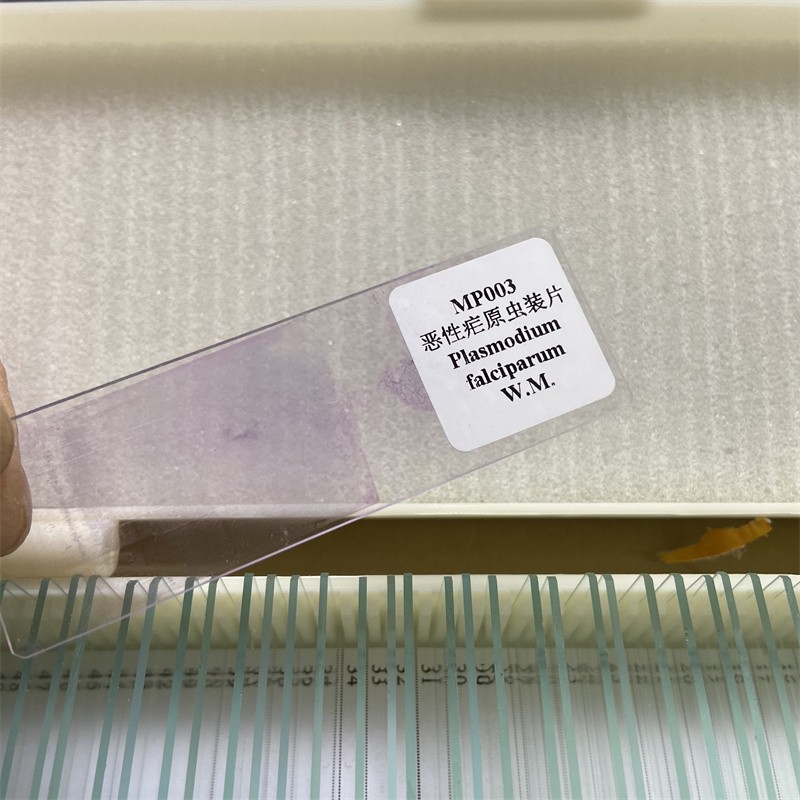 50PCS Prepared Microscope Parasitology Slides for Educational Teaching