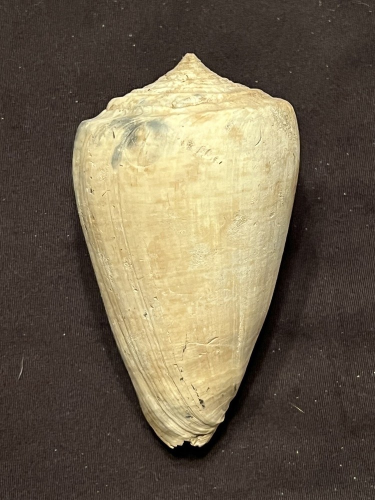 RARE Fossilized Conidae ( CONE ) Shell From Central Florida & BONUS Shell