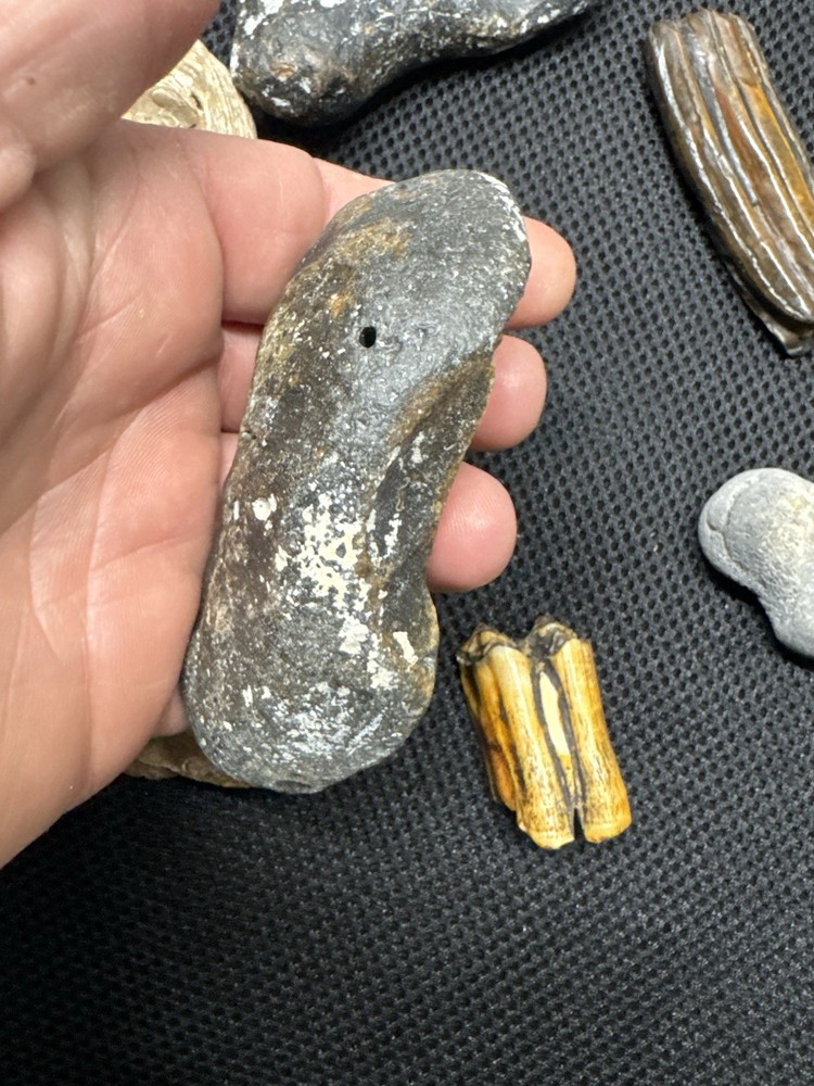 fossil collection lot From Southeastern Us