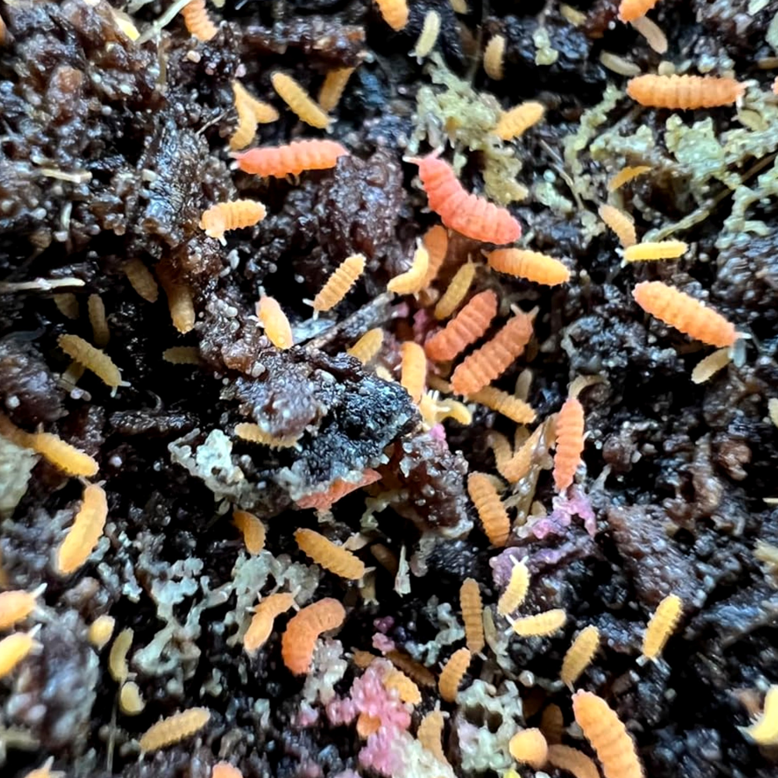 60+ Orange Springtails Yuukianura aphoruroides Starter Culture Live Guarantee