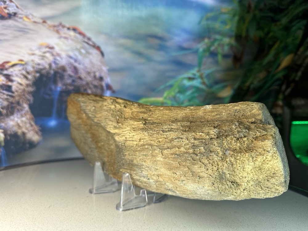 unique Petrified Palm Wood Slab